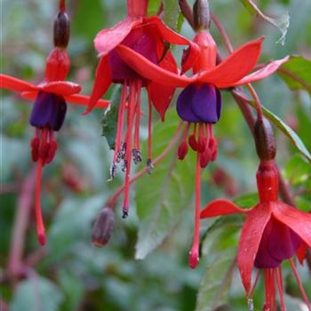 fuchsia_magellanica_riccartonii_GM_R2.jpg