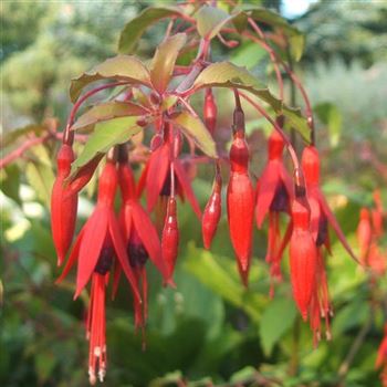 Fuchsia_Riccartonii_WI_Q1.jpg