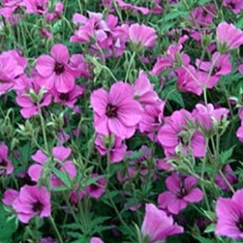 geranium_patricia_GM_R2.jpg