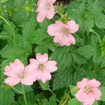 geranium_oxonianum_wargrave_pink_GM_R2.jpg