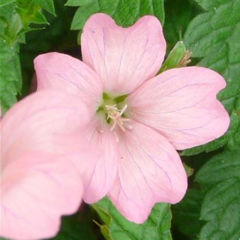 geranium_oxonianum_wargrave_pink_GM_Q1.jpg