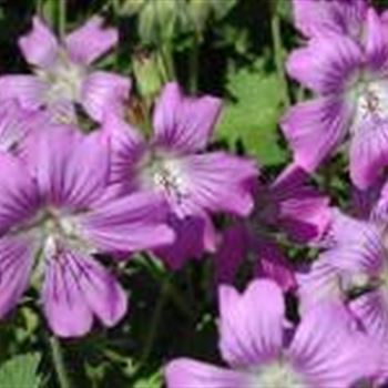 geranium_gracile_hybride_sirak_GM_Q1.jpg