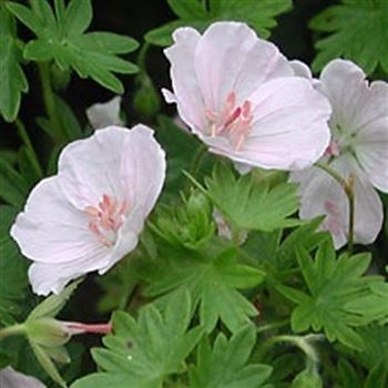 geranium_sanguineum_apfelbluete_GM_Q1.jpg