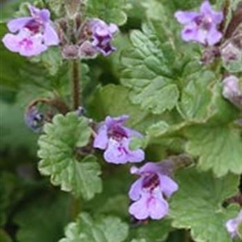 glechoma_hederacea_GM_R2.jpg