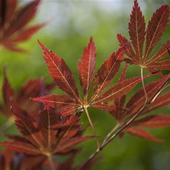 Acer palmatum