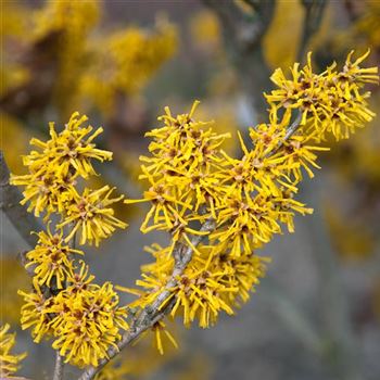 Hamamelis_mollis_Brevipetala_2009_0313.jpg