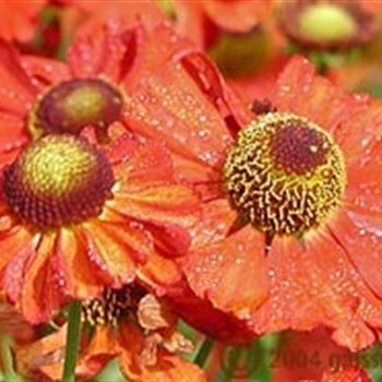 helenium_hyb_indianersommer_GM_R2.jpg