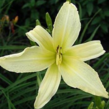 hemerocallis_atlas_GM_Q1.jpg