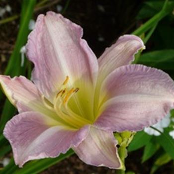 hemerocallis_hybride_catherine_woodberry_GM_R2.jpg