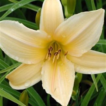 hemerocallis_hybride_frances_fay_GM_Q1.jpg