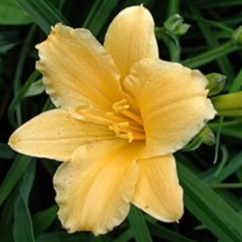 hemerocallis_stella_doro_GM_Q1.jpg