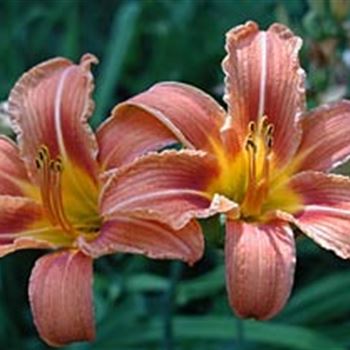 hemerocallis_fulva_GM_R2.jpg