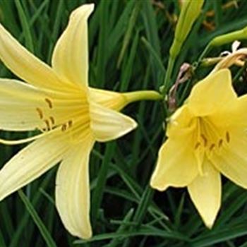 hemerocallis_lilioasphodelus_GM_R2.jpg