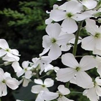 hesperis_matronalis_alba_GM_Q1.jpg