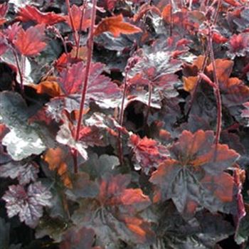 heuchera_micrantha_rachel_GM_Q1.jpg