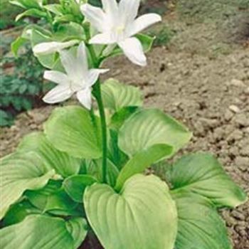 hosta_plantaginea_Royal_Standard_GM_R2.jpg