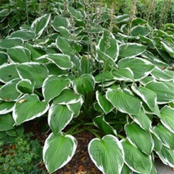 hosta_hybride_francee_GM_Q1.jpg