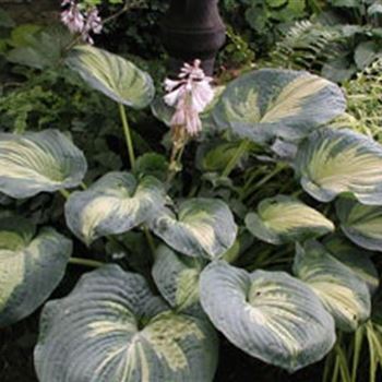 hosta_hyb_great_expectations_GM_R2.jpg