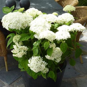 Hydrangea_arborescens_Incrediball.jpg