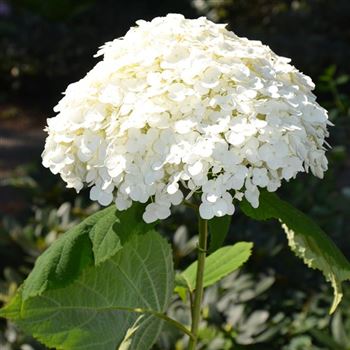 Hydrangea_arborescens_Incrediball_q.jpg