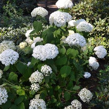 Hydrangea_arborescens_Incrediball_1.JPG