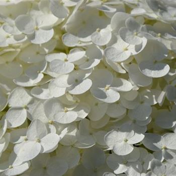 Hydrangea_arborescens_Incrediball_3.JPG