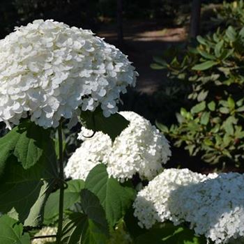 Hydrangea_arborescens_Incrediball_2.JPG