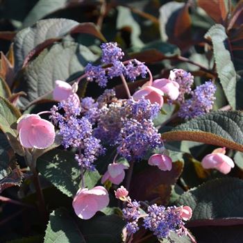 Hydrangea_aspera_Hot_Chocolate_q_1.jpg