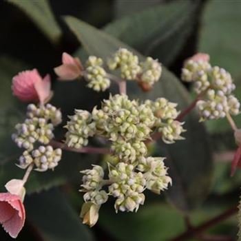 Hydrangea_aspera_Hot_Chocolate_1.JPG