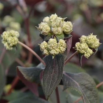 Hydrangea_aspera_Hot_Chocolate_2.JPG