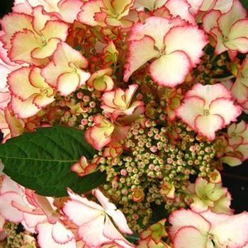 Hydrangea_mac._Love_You_Kiss_50-60_30.06.11_ahl_1.jpg