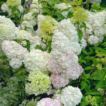 Hydrangea_paniculata_Vanille_Fraise_2008_7597.jpg