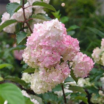 Hydrangea_paniculata_Vanille_Fraise_2007_6323.jpg