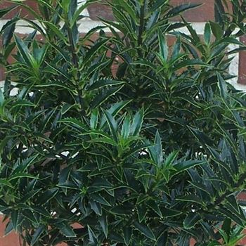 Ilex_aquifolium_Myrtifolia_GR_Q1.jpg