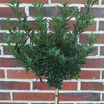 Ilex_aquifolium_Myrtifolia_GR_R2.jpg