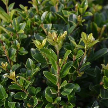 Ilex_maximowicziana_kanahirae_4.JPG