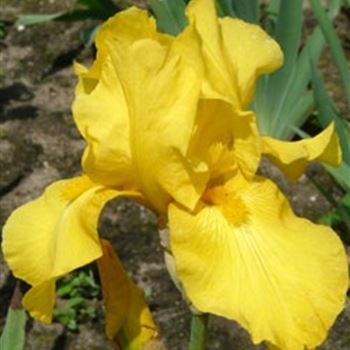 iris_barbata_elatior_ola_kala_GM_Q1.jpg