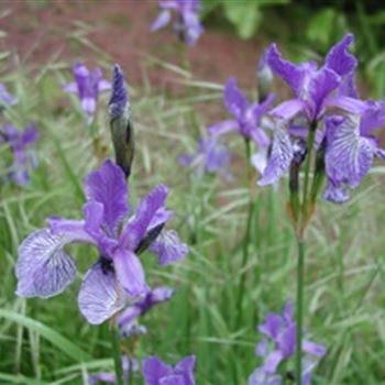 iris_sibirica_GM_R2.jpg