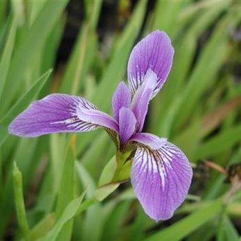 iris_versicolor_GM_R2.jpg