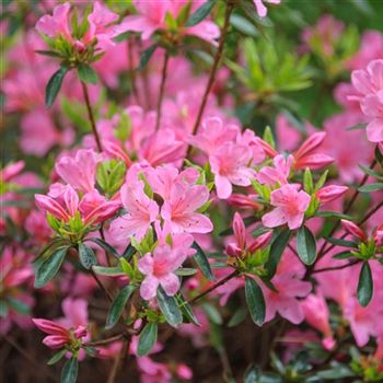 Rhododendron_Madame_van_Hecke_2012_1273.jpg