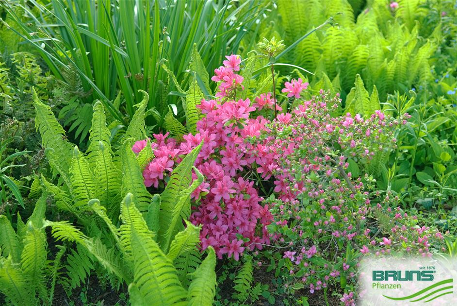 Jap. Azalea kl.bl. 'Mme. van Hecke' von Bruns Pflanzen