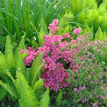 Rhododendron_Madame_van_Hecke_2008_1701.jpg