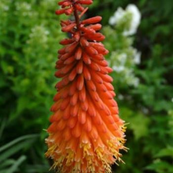 kniphofia_hybride_alcazar_GM_R2.jpg