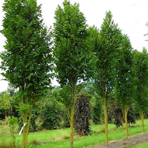 Koelreuteria paniculata 'Fastigiata'