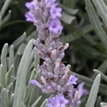 lavandula_x_intermedia_grappenhall_GM_R2.jpg