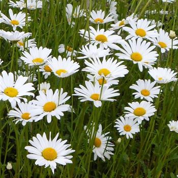 Leucanthemum_vulgare_BM_Q1.jpg