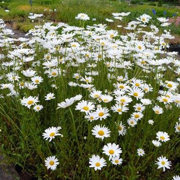 Leucanthemum_vulgare_BM_R3.jpg