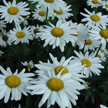 leucanthemum_max_hyb_gruppenstolz_GM_R2.jpg