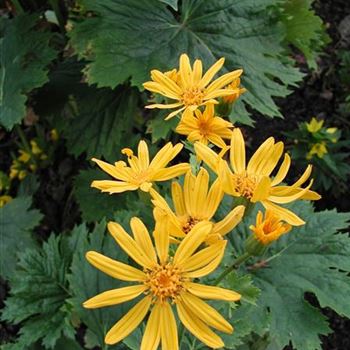 ligularia_dentata_GM_R3.jpg