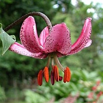 lilium_martagon_GM_Q1.jpg